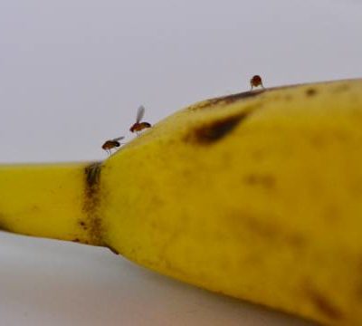 How to Get Rid of Fruit Flies Infestation