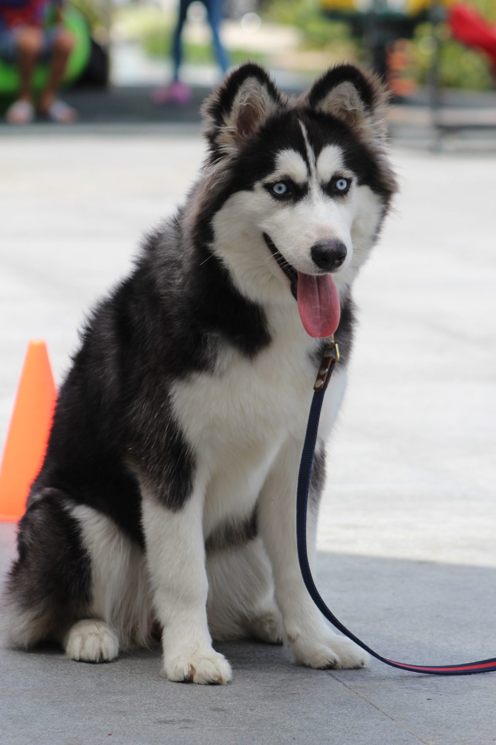 How to Train a Dog not to Jump Cynthia Thomas